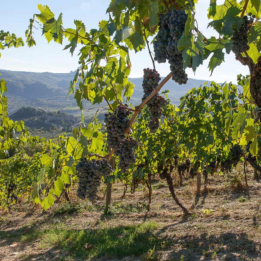 Grappoli maturi di Sangiovese sulla vite con la valle del Chianti Classico sullo sfondo
