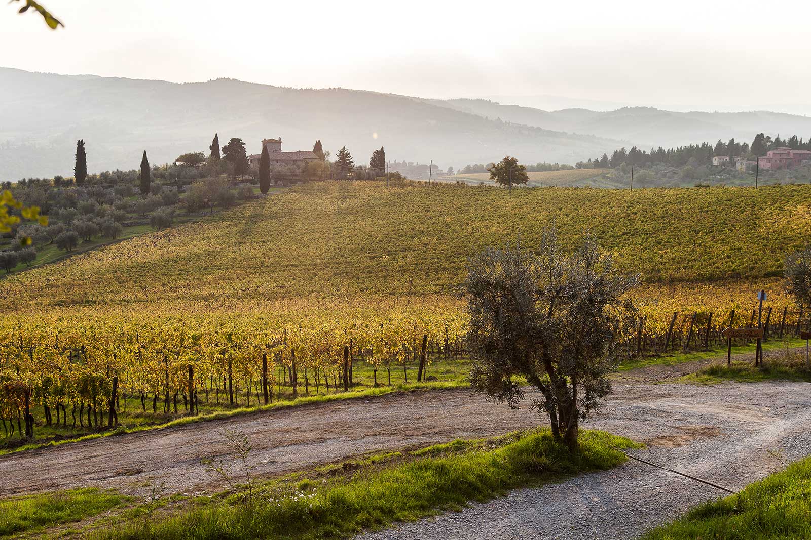 Paesaggio autunnale del Chianti Classico con vigneti dorati, ulivo e casa colonica nella nebbia